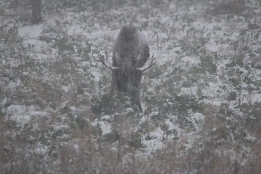 Malmg&aring;rd Riistasiemen Hirvi Diana 3kg