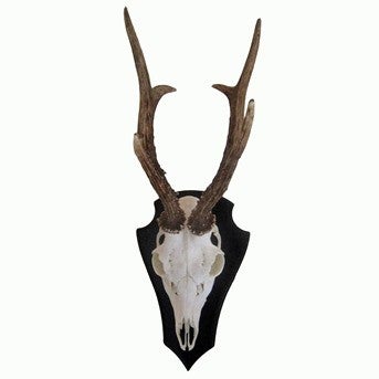 Trofee Taustalevy Kauris 15x23cm Tumma