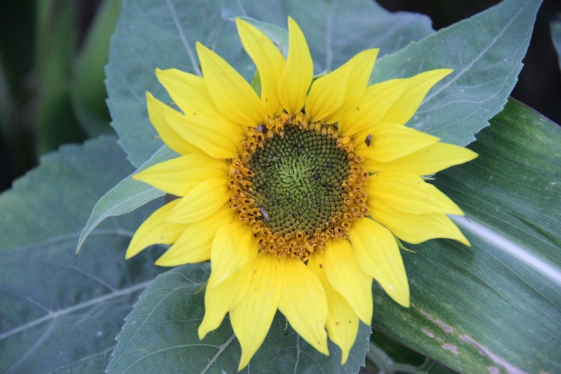 Malmg&aring;rd Riistasiemen Auringonkukka Diana 3kg