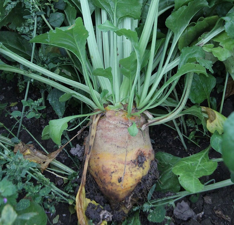 Malmg&aring;rd Riistasiemen Diana Rehusokerijuurikas 1kg