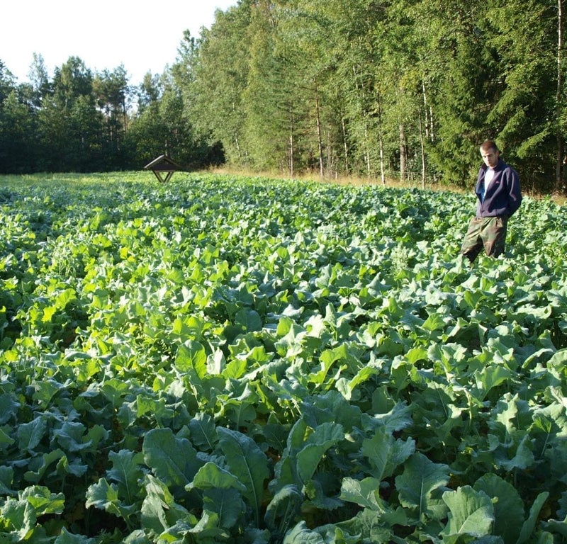 Malmg&aring;rd Riistasiemen Hirvi Diana 3kg