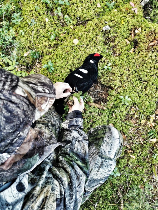 Bear Claw Samettinen Teerikaave