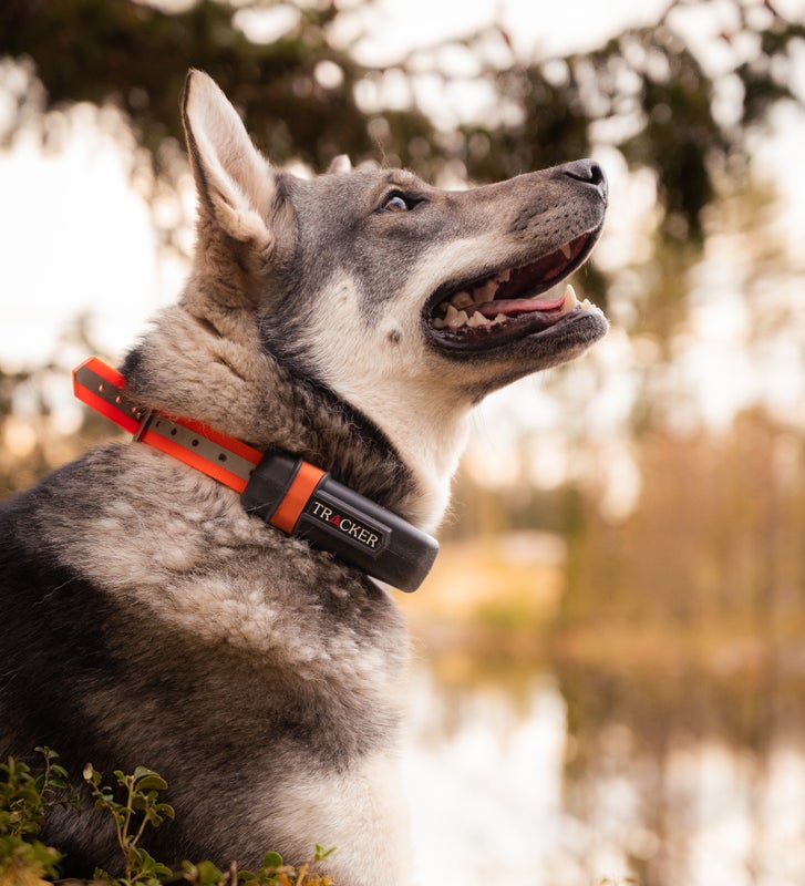 Tracker Luna 4G Koiratutka + 50&euro; Lahjakortti