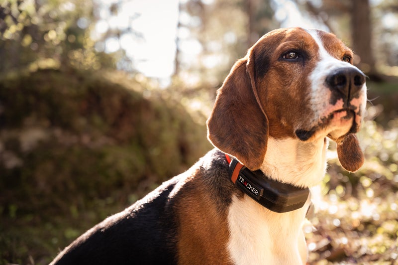 Tracker Luna 4G Koiratutka + 50&euro; Lahjakortti