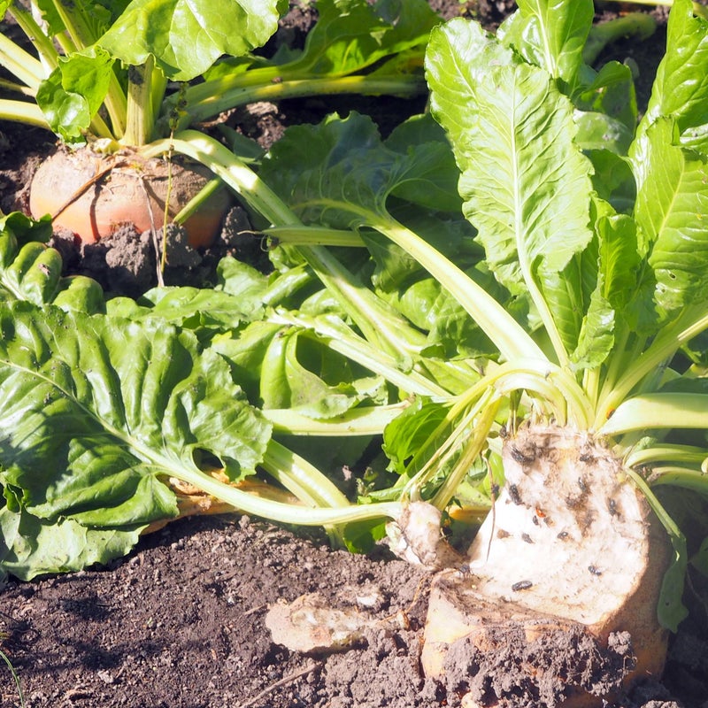 Malmg&aring;rd Riistasiemen Diana Rehusokerijuurikas 1kg