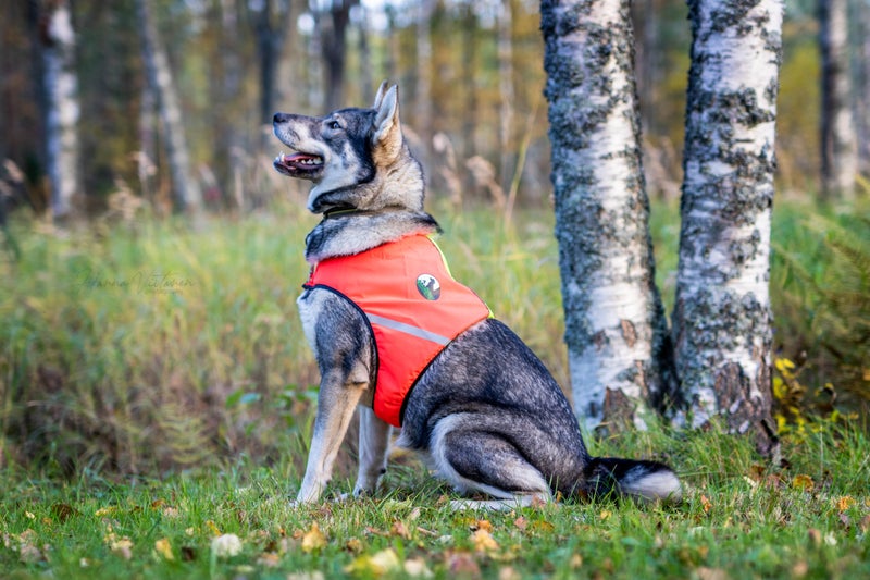 Finnish Huntingdog&reg; Ukko 2-V&auml;rinen Koiran huomioliivi Koko L