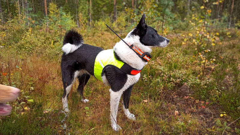 Finnish Huntingdog&reg; Ukko 2-V&auml;rinen Koiran huomioliivi Koko L