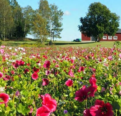 Malmg&aring;rd Riistasiemen Koristekukka Diana
