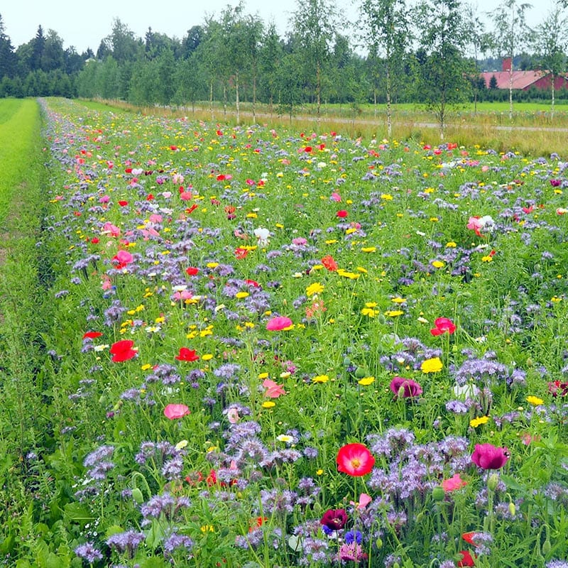 Malmg&aring;rd Riistasiemen Koristekukka Diana