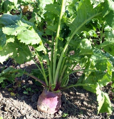 Malmg&aring;rd Riistasiemen Diana Rehunauris 1kg