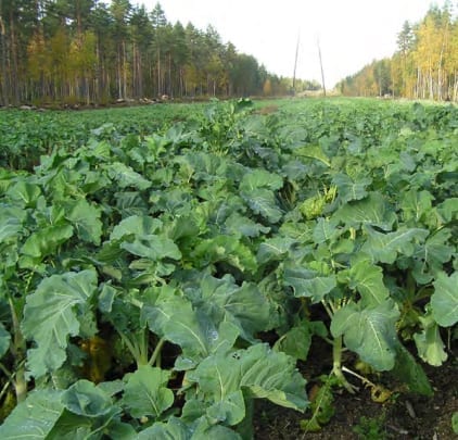 Malmg&aring;rd Riistasiemen Rehukaali 3kg