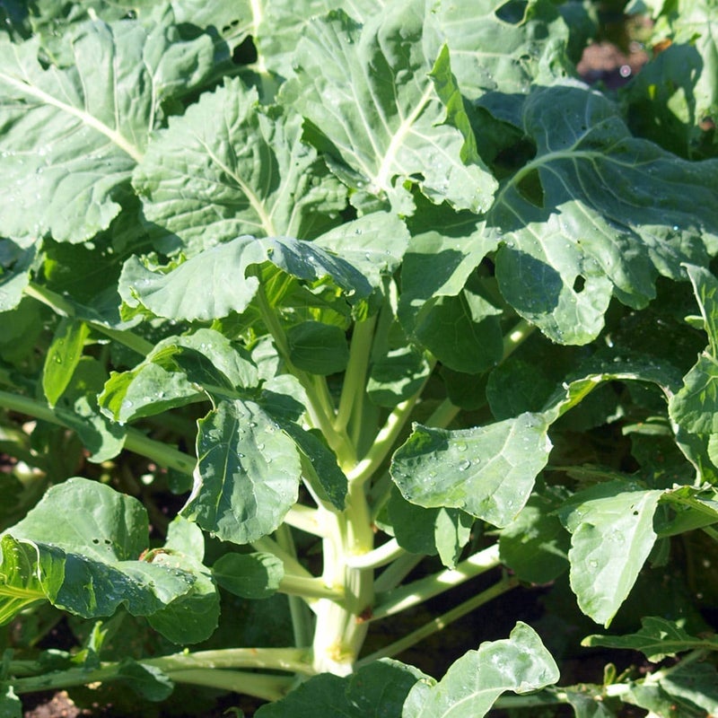 Malmg&aring;rd Riistasiemen Rehukaali 3kg