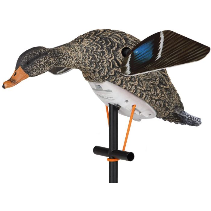 Lucky Duck HD Robosorsa, Naaras