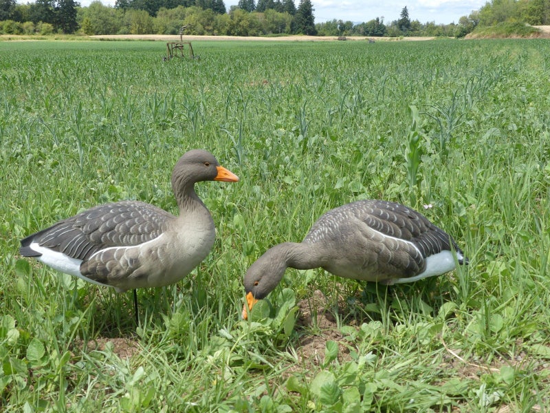 Final Approach Fullbody Merihanhikaave Maalattu