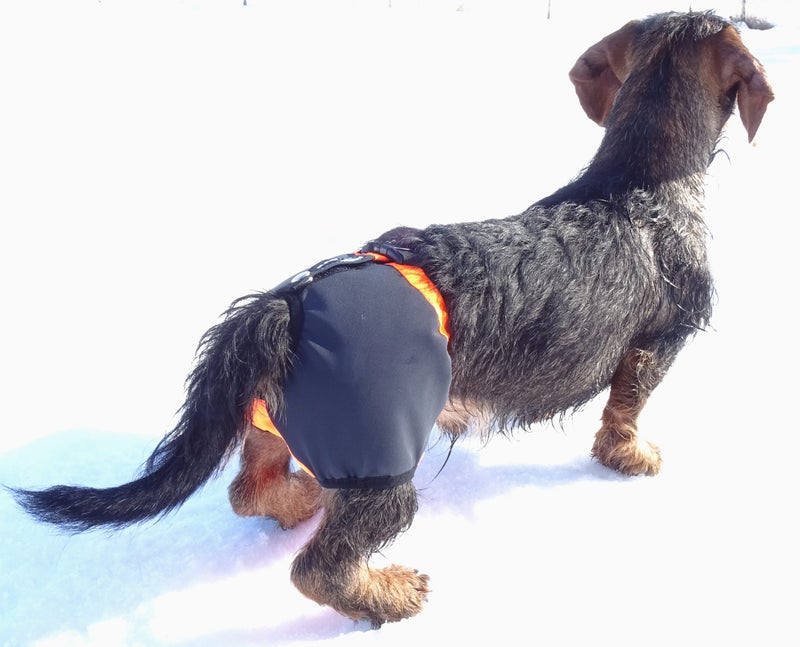 KarDog Kaapo Kivessuoja