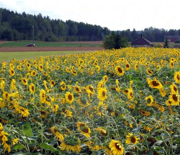 Malmg&aring;rd Riistasiemen Maisema Diana