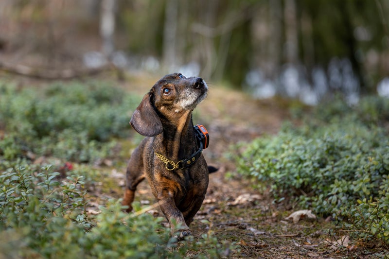 Tracker Bark Koiratutka