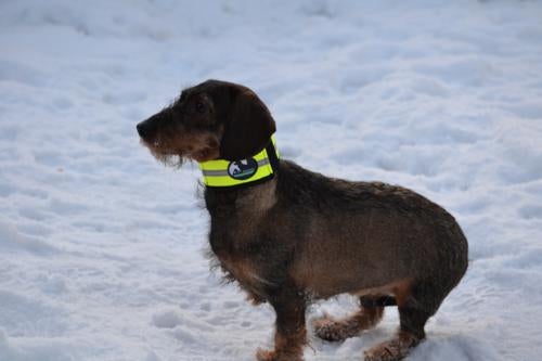 Koiran huomiopanta keltainen koko0