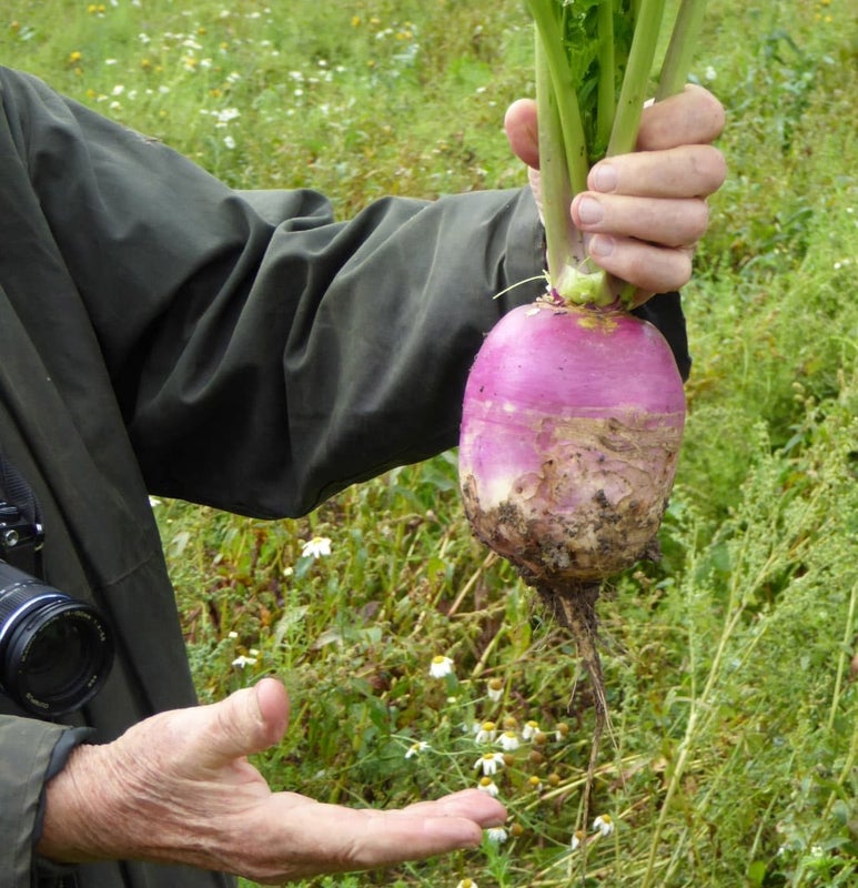 Malmg&aring;rd Riistasiemen Diana Rehunauris 1kg