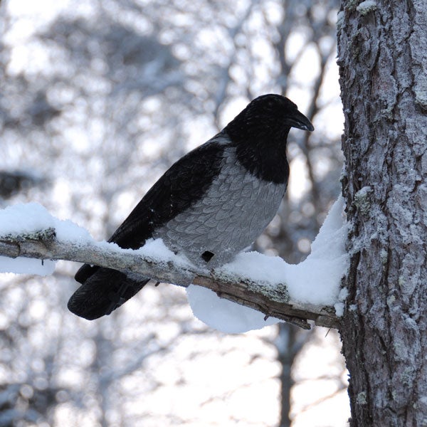 Houkutuskaave Varis Fullbody