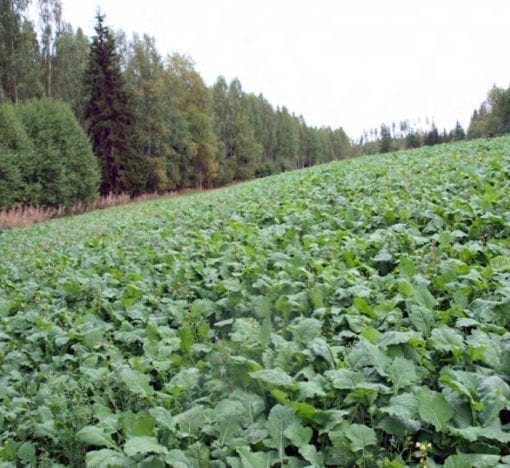 Malmg&aring;rd Riistasiemen Riista Diana 3kg